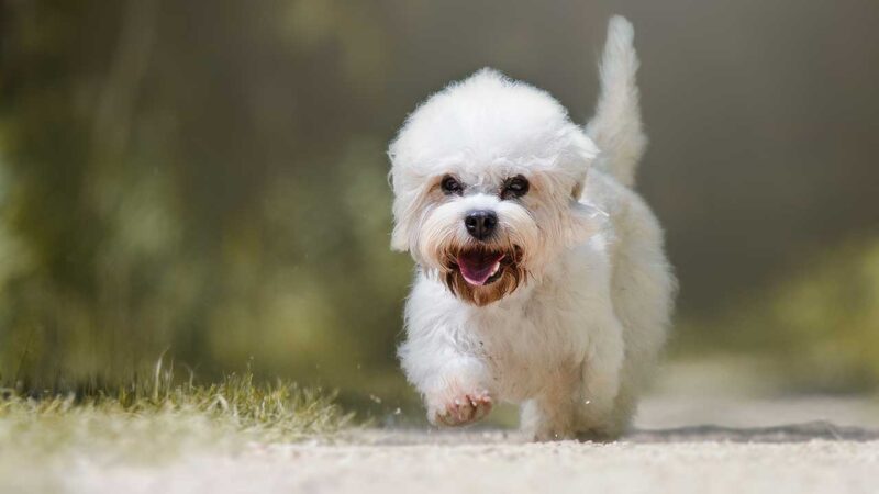 Dandie Dinmont Terrier