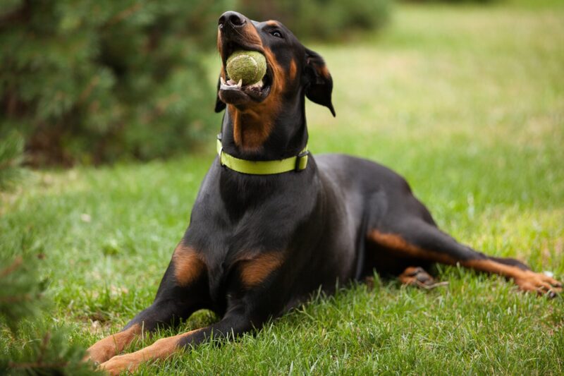 dobermann