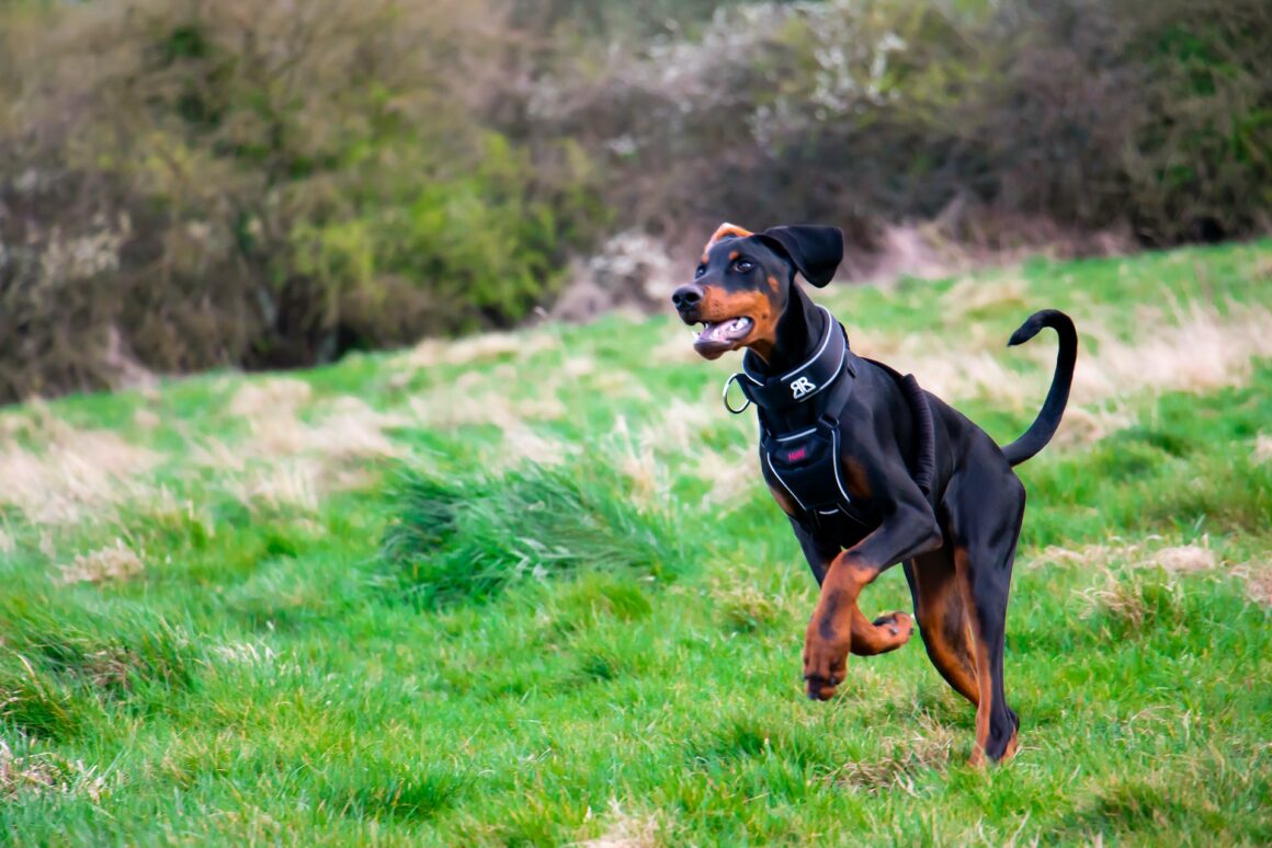 Dobermann hond