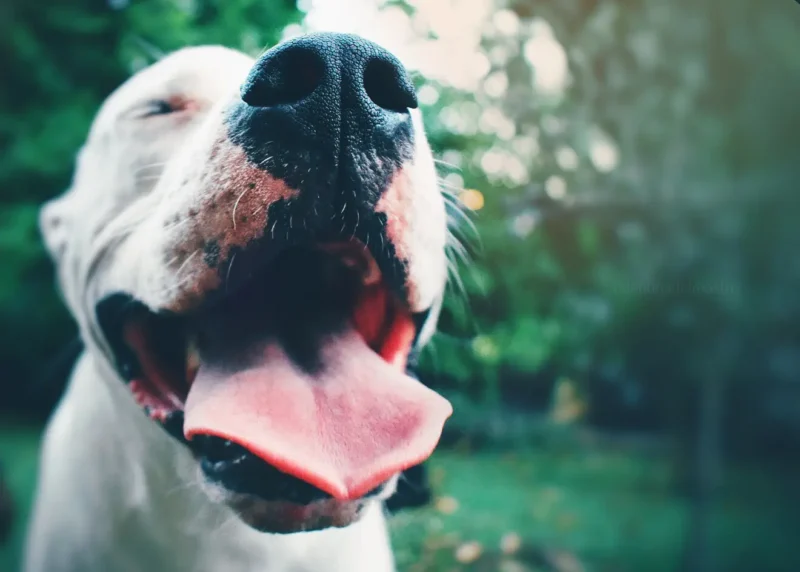 Dogo Argentino