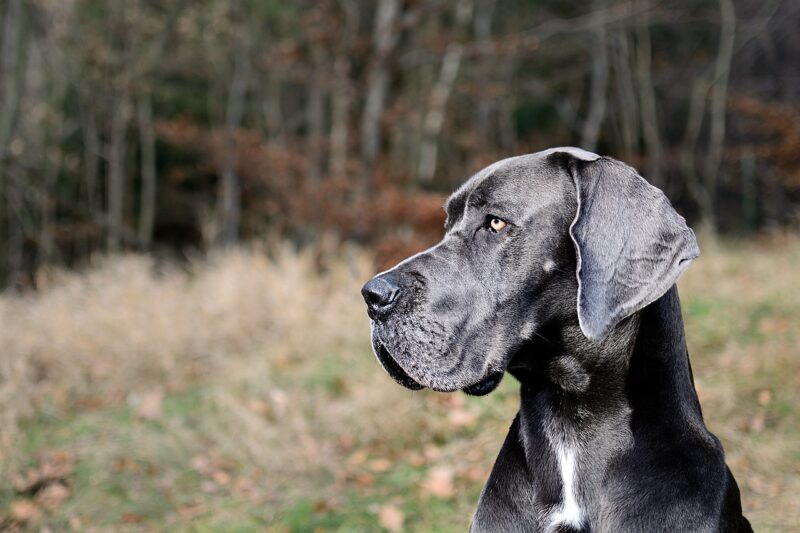 duitse dog