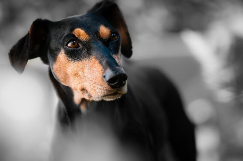 duitse pinscher