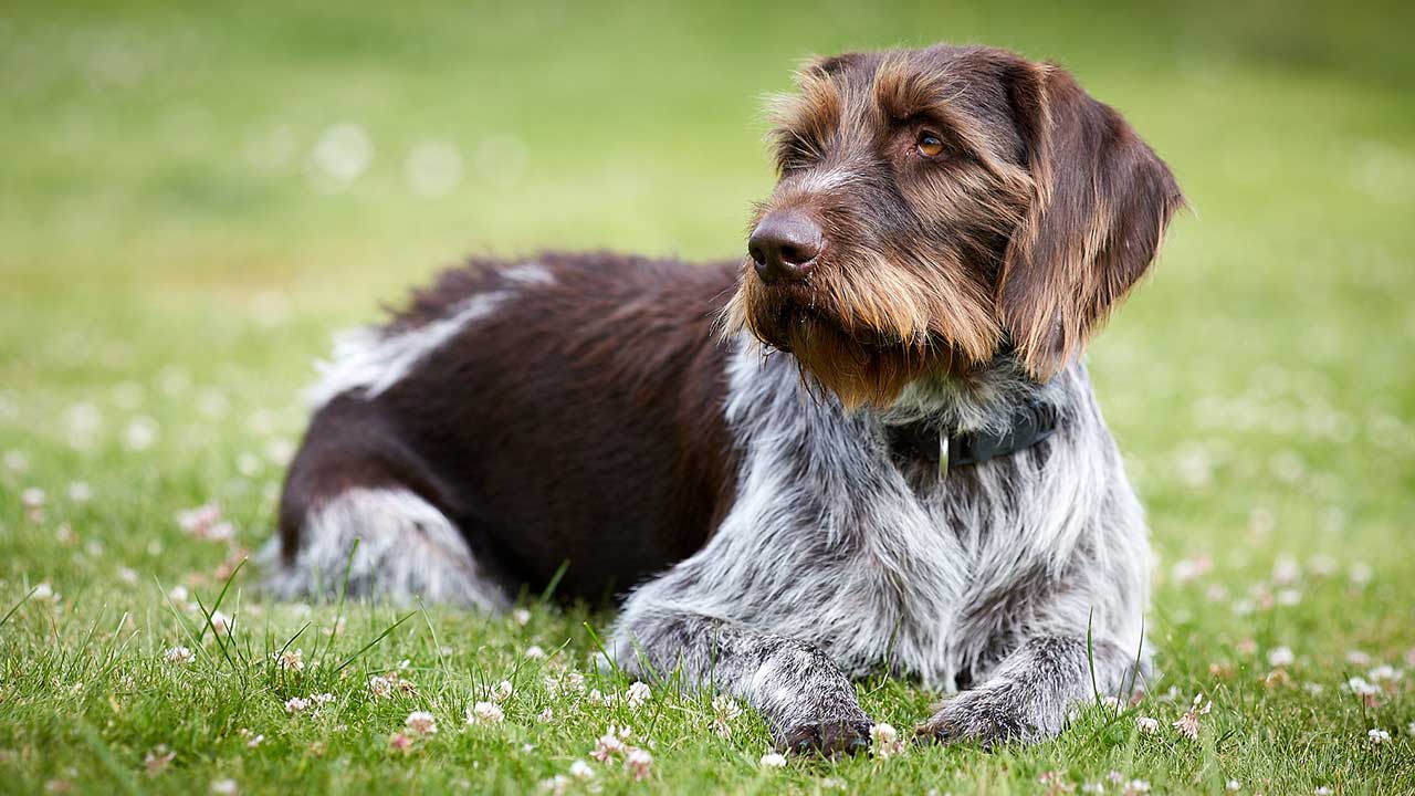 Duitse staande hond draadhaar HondjesGids Duitse staande hond draadhaar HondjesGids