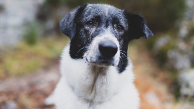 engelse pointer