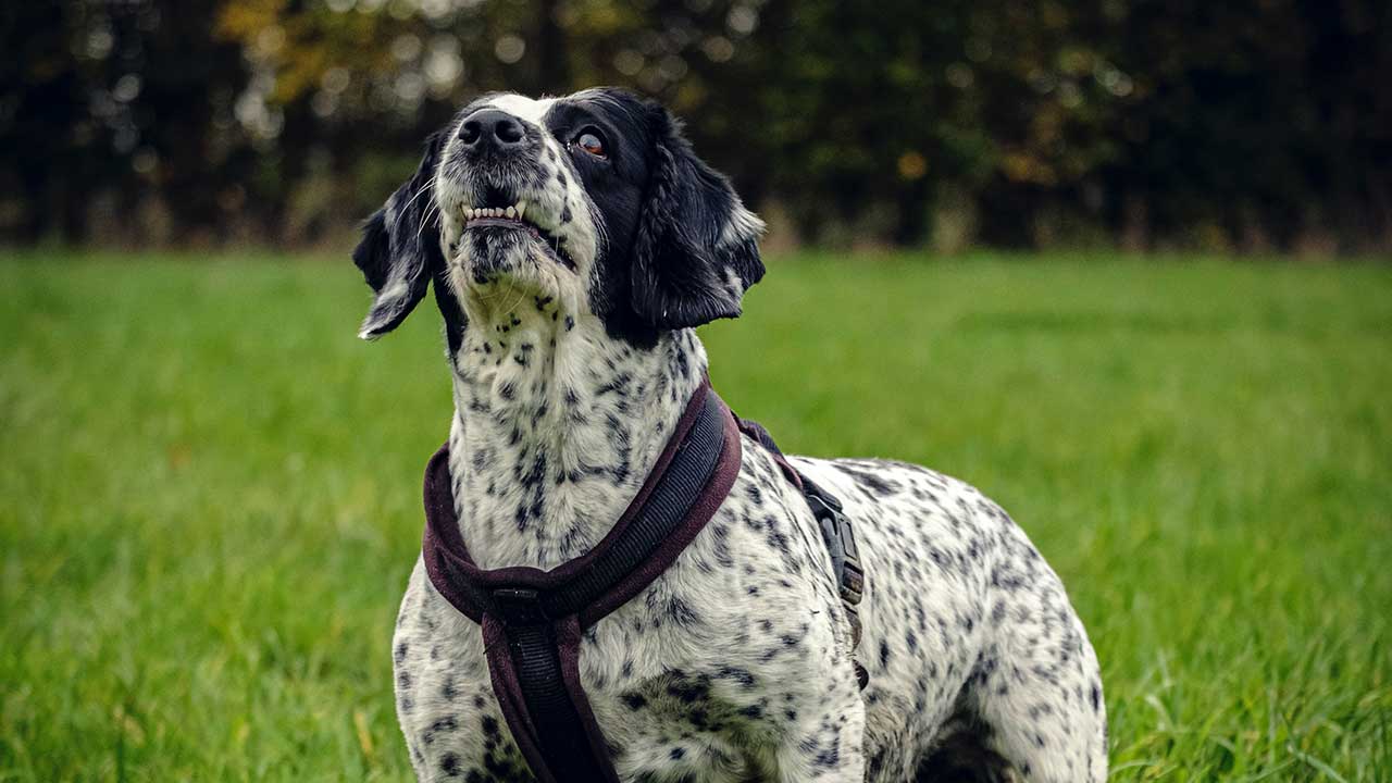 Engelse Springer Spaniel Karakter en Uiterlijk [Foto