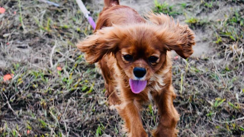 engelse toy spaniel