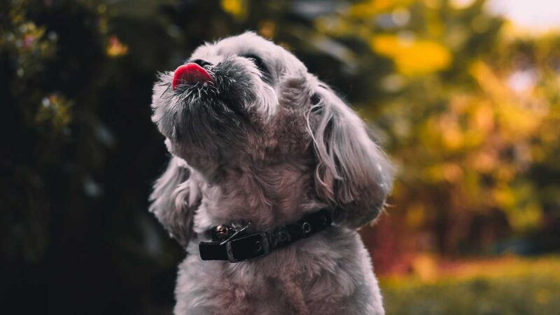 ferplast hondenkussen