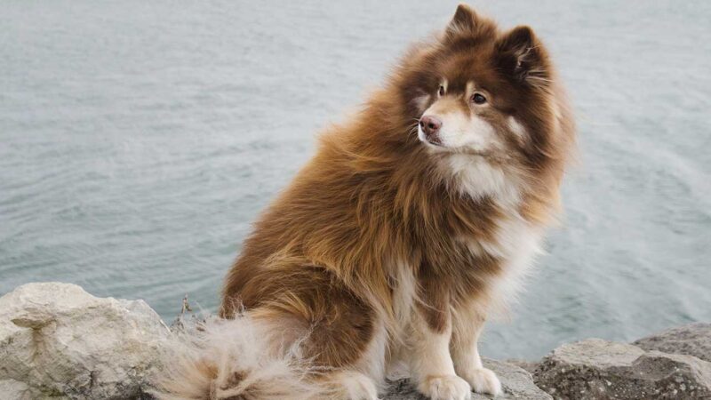finse lappenhond