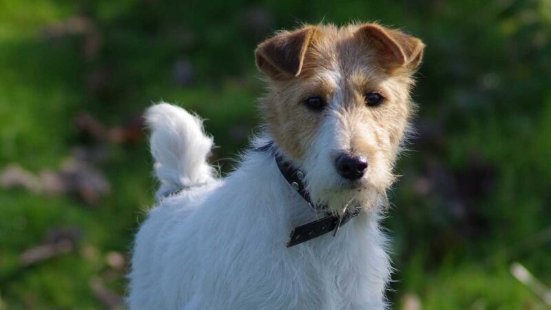 fox terrier