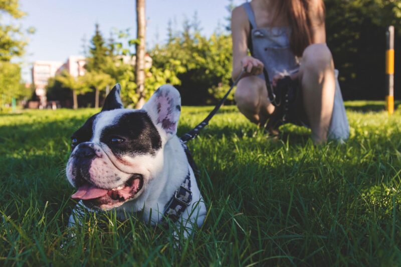 franse bulldog