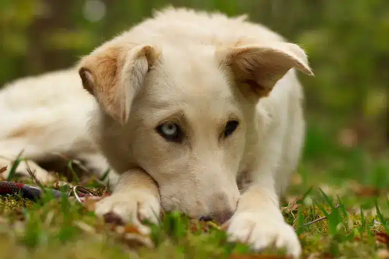 goberian hond