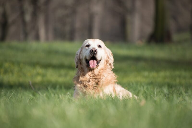 golden retriever