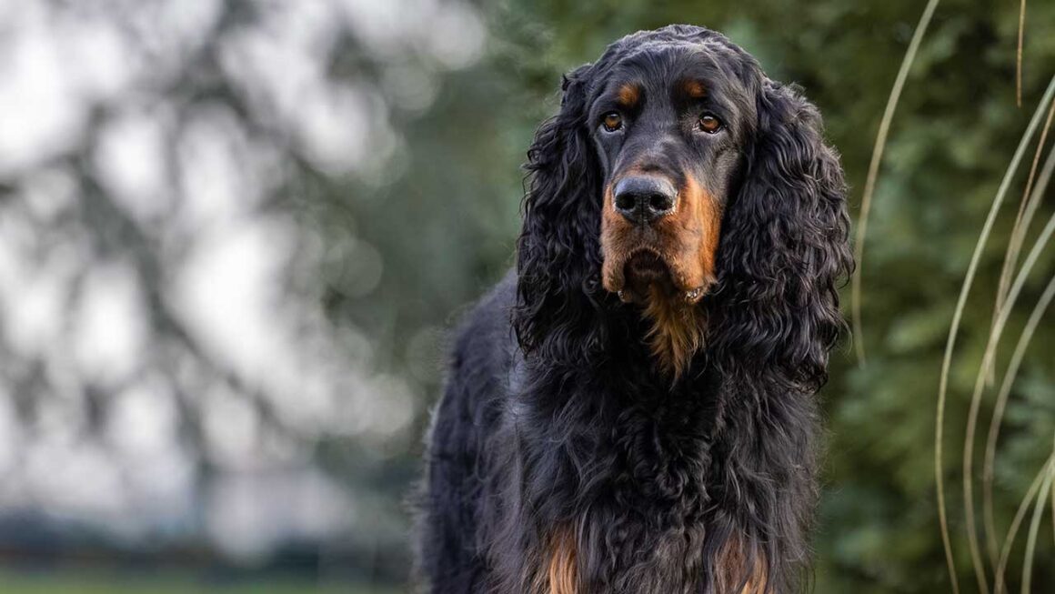 gordon setter