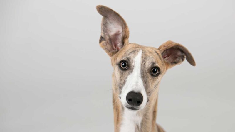 greyhound