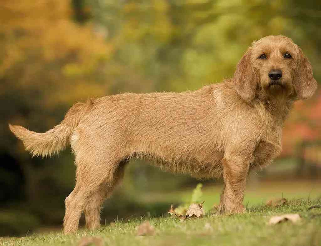 Griffon Fauve de Bretagne hond