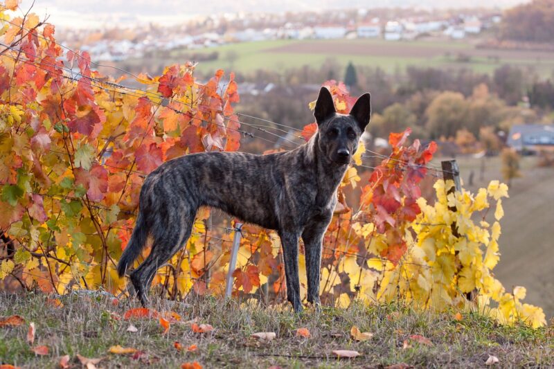 hollandse herder