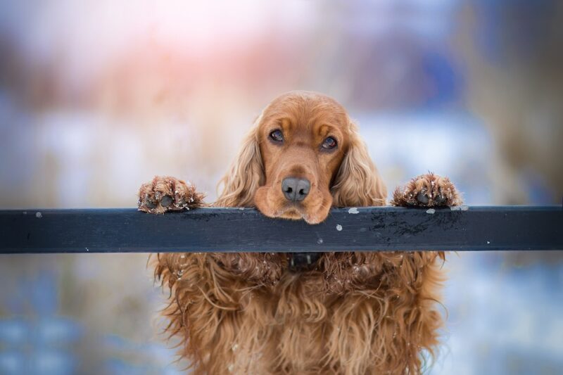 hond met hangoren