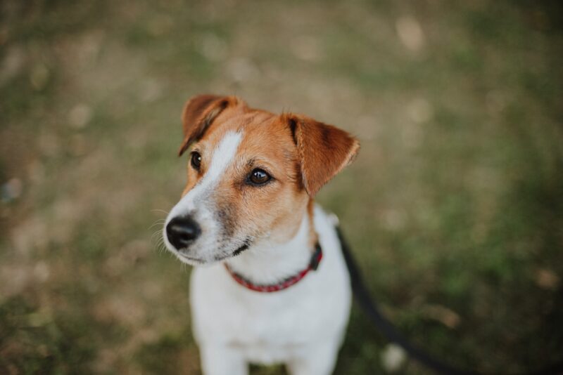 jack russell terrier