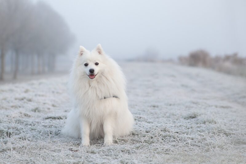 keeshond