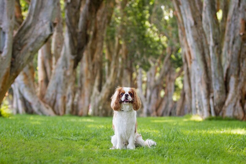 king charles spaniel
