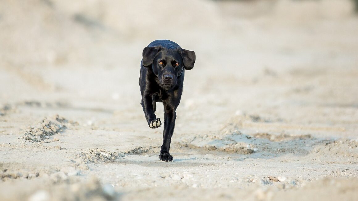 labrador corso hond