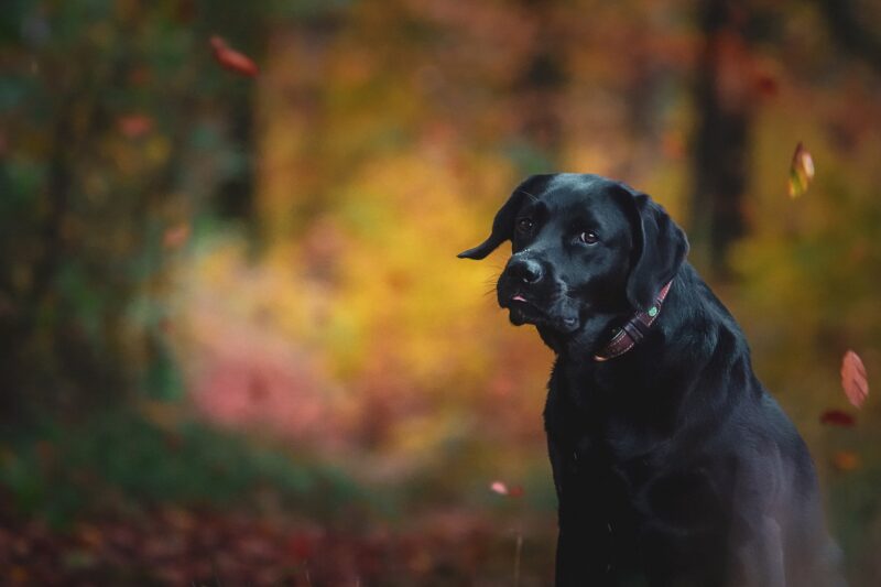 labrador retriever