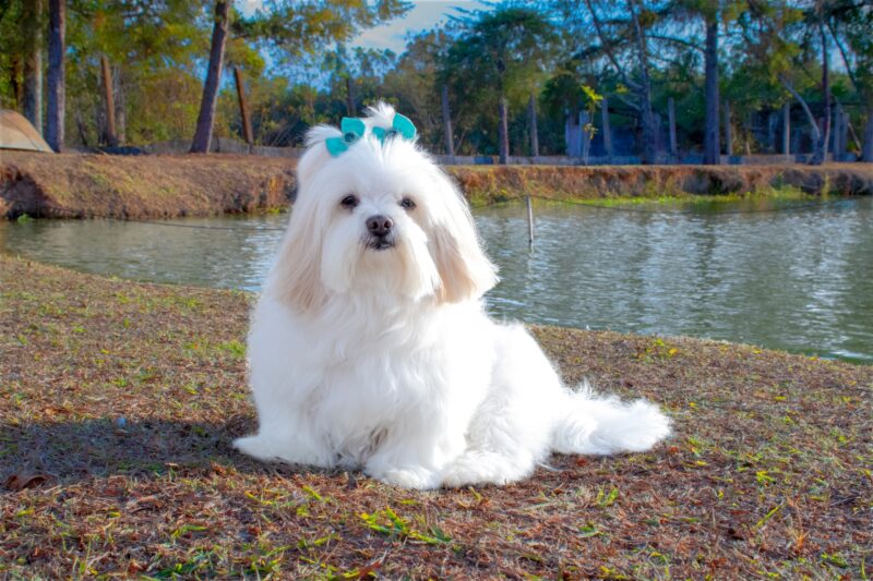 lhasa apso
