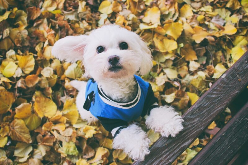 maltezer