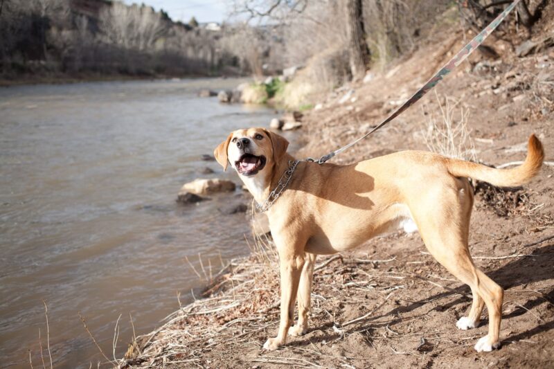 mountain cur