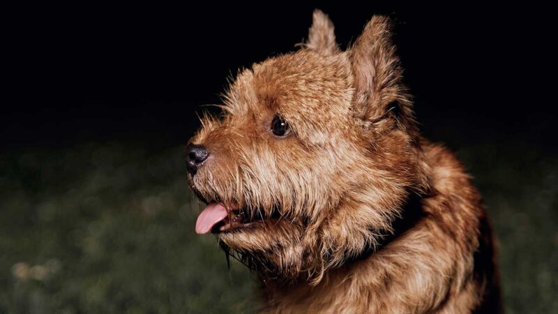 norwich terrier