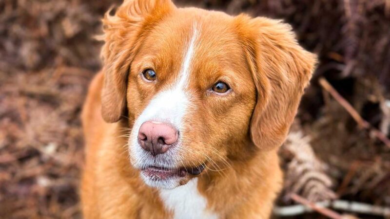nova scotia duck tolling retriever