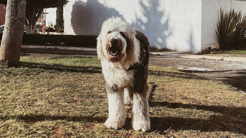 old english sheepdog