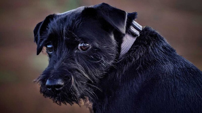 patterdale terrier