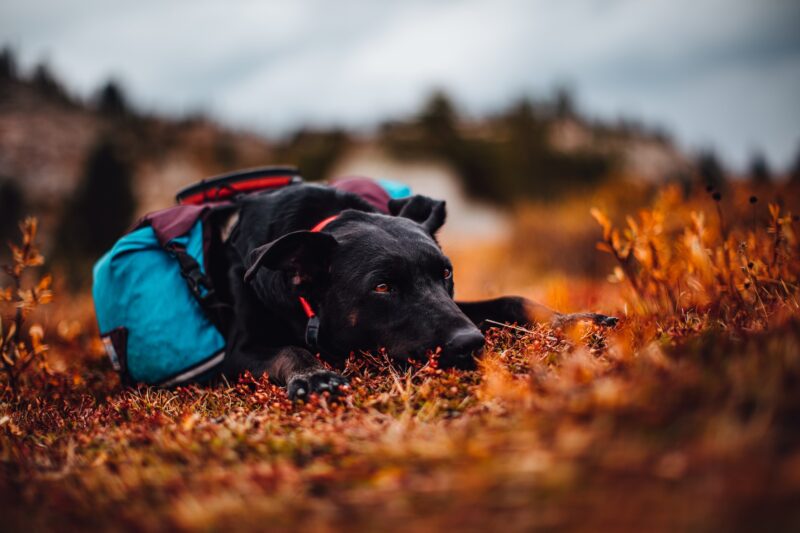 poedelpointer
