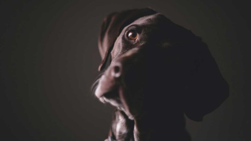 portugese pointer