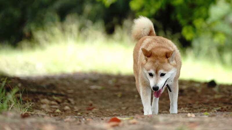 shiba inu