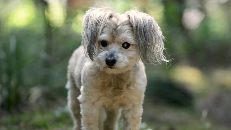 Shihpoo