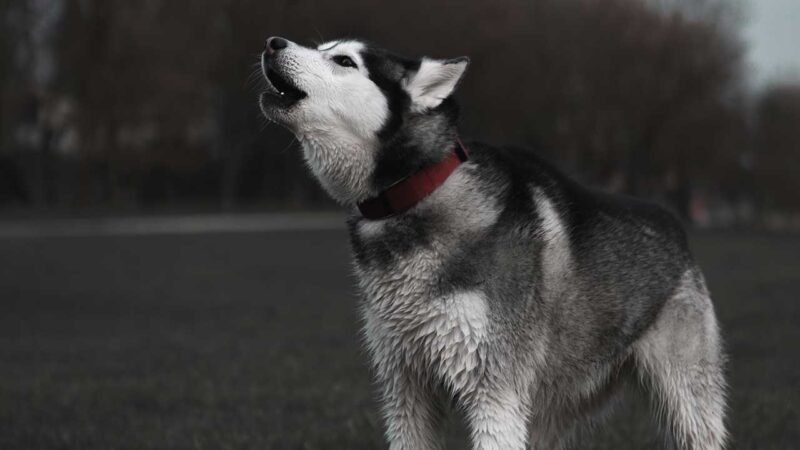 siberische husky