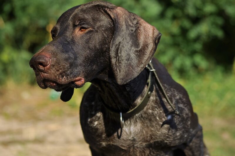 spaanse pointer