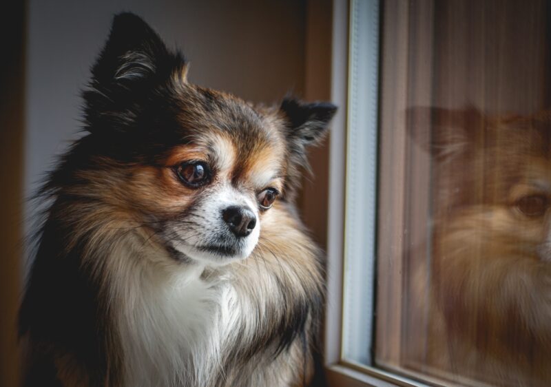 vlinderhondje