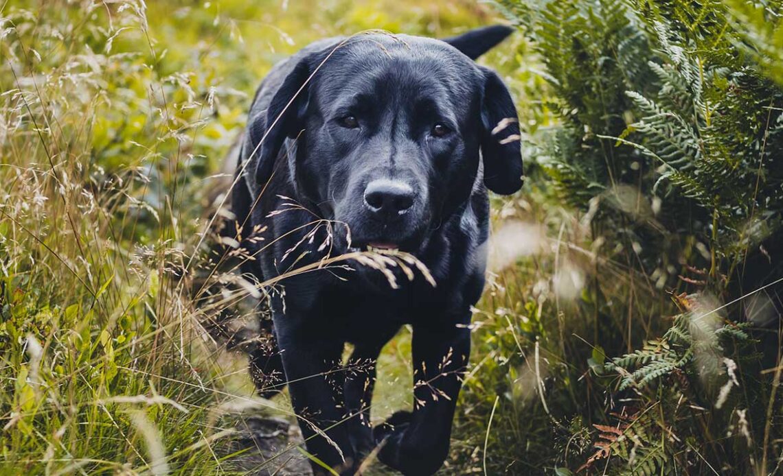 Waarom stinken honden Oorzaken & Tips HondjesGids