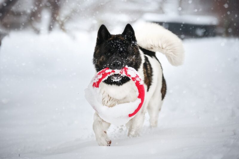 Jamthund