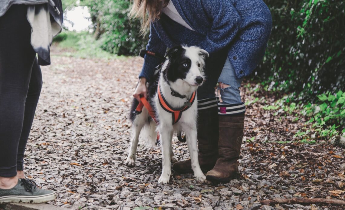 Hoeveel tepels heeft een hond: Dit moet je weten! - HondjesGids
