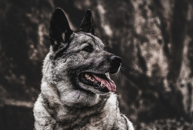 zweedse witte elandhond