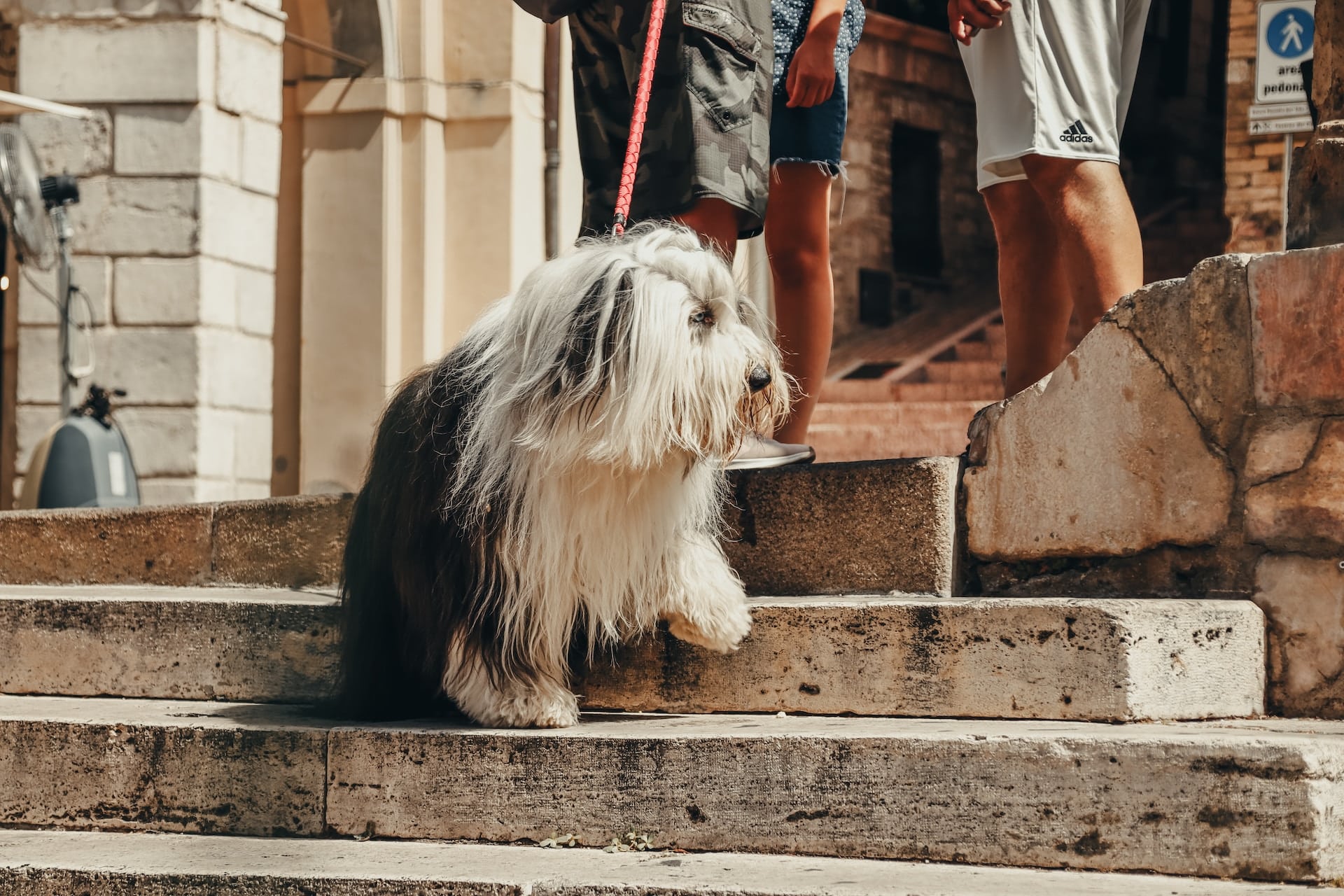 Hond in bed laten slapen: Doen of juist niet? - HondjesGids