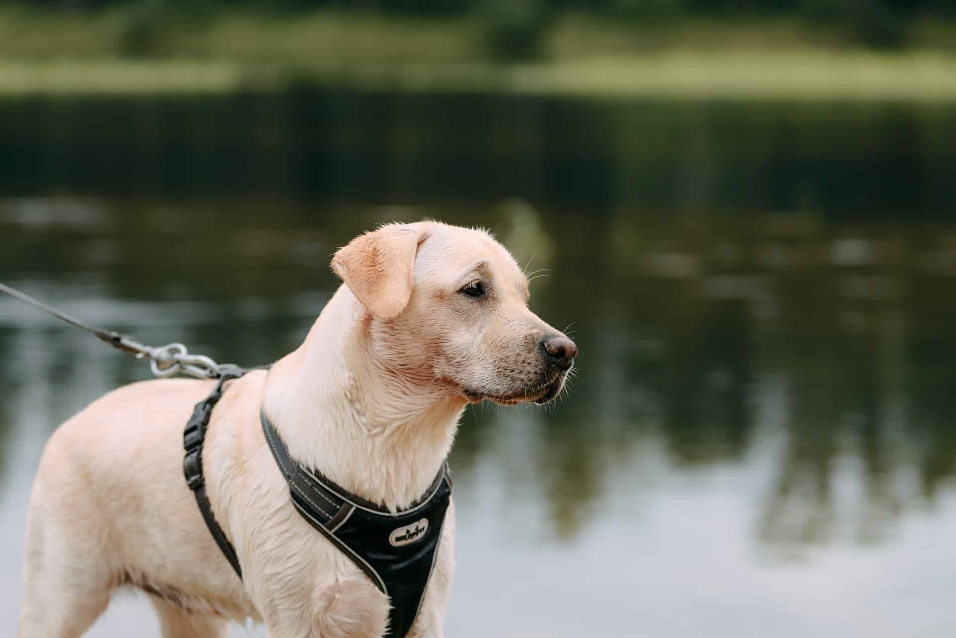 Hond heeft koude oren Tip & Advies HondjesGids