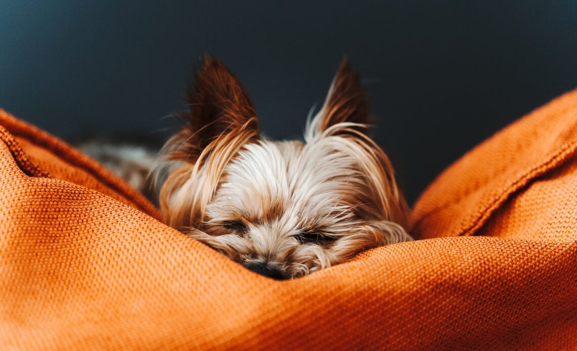 Welke hond kan goed alleen zijn 14x Verschillende honden HondjesGids